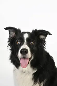 Dog. Older dog looking into lens