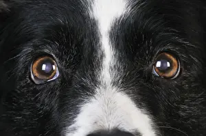 Dog. Older dog looking into lens
