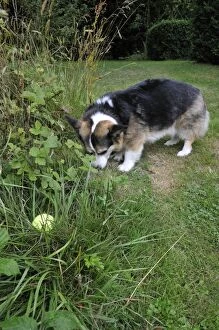 Images Dated 20th June 2009: DOG. older dog looking for tennis ball in long grass using its nose