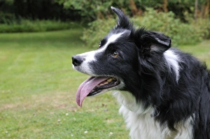 Images Dated 20th June 2009: DOG. older dog starring into space