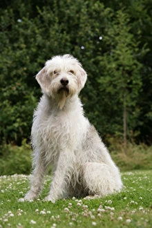 Images Dated 5th July 2008: Dog. Otter Hound