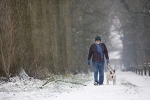 Dog & owner - Bull Terrier walking with woman in snow
