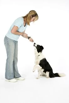 DOG - Owner giving dog a food reward