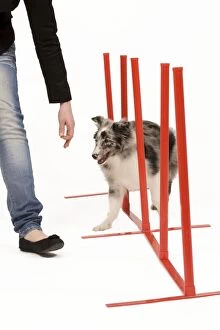Exercising Gallery: Dog - with owner practising agility tasks