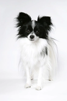 <b class=qtipBold><figcaption>DOG. Papillion</figcaption></b><br>JD-19224 DOG. Papillion In the USA the Phalene is not distinguished from the Papillon. John Daniels Please note that prints are for personal display purposes only and may not be reproduced in any way.<br><em>© John Daniels/ardea.com</em> DOG. Papillion