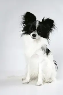 DOG. Papillion