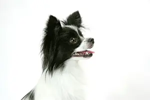 DOG. Papillion