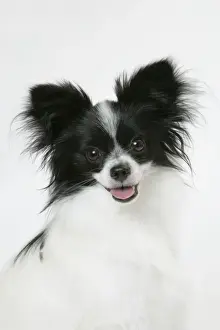 DOG. Papillion