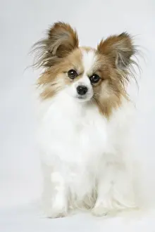 DOG. Papillion