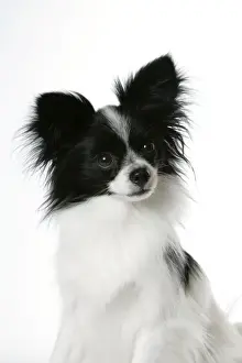 DOG. Papillion
