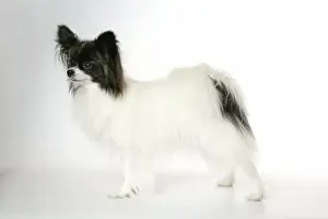 DOG. Papillion