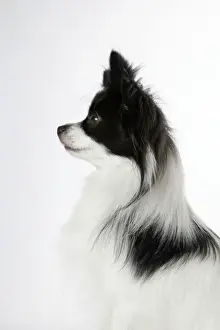 DOG. Papillion