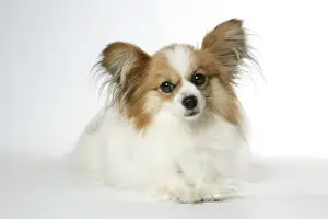 Papillons Prints: DOG. Papillion laying down