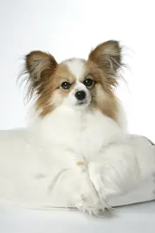 DOG. Papillion laying on cushion