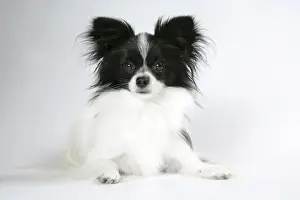 DOG. Papillion lying down