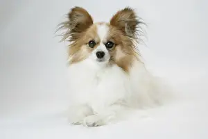 DOG. Papillion lying down