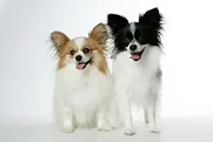 DOG. Papillions