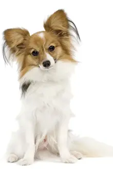 Dog - Papillon