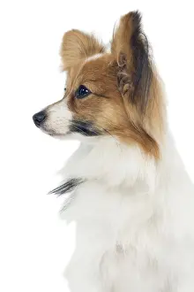 Dog - Papillon
