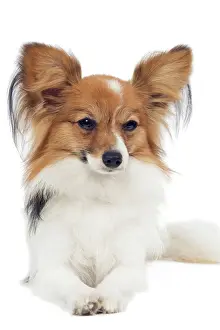 Dog - Papillon