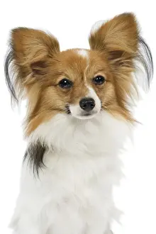 Papillons Prints: Dog - Papillon