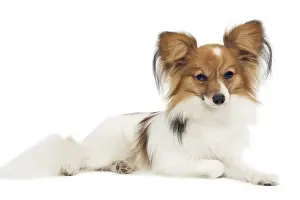 Dog - Papillon