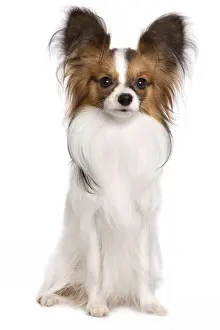 Dog - Papillon