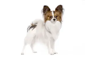 Dog - Papillon