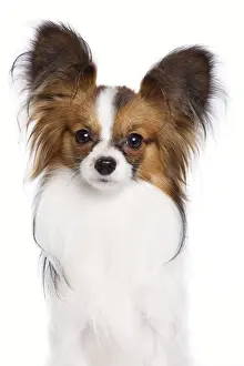 Dog - Papillon
