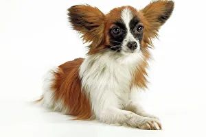 Dog - Papillon, lying down