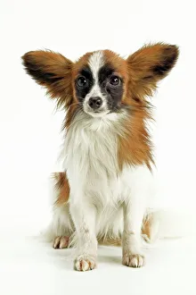Bizarre Collection: Dog - Papillon, sitting