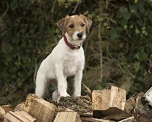 Dog Parson Jack Russell