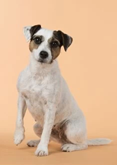 Images Dated 19th October 2014: Dog Parson Jack Russell
