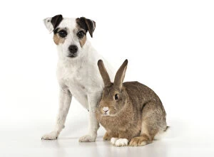 Agouti Gallery: DOG. Parson Jack Russell with agouti rabbit