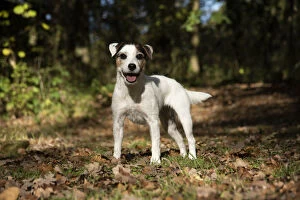 Jack Gallery: DOG, Parson Jack Russell in autumn leaves