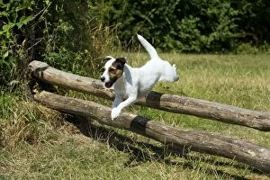 Dog - Parson Jack Russell jumping wooden poles