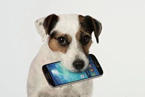 Dog Parson Jack Russell with mobile phone in mouth