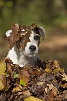 Jack Gallery: DOG, Parson Jack Russell in a pile of autumn leaves