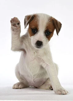 Jack Gallery: DOG Parson Jack Russell puppy ( 8 weeks old ) with