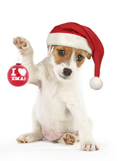 Xmas Gallery: DOG - Parson Jack Russell puppy ( 8 weeks old)