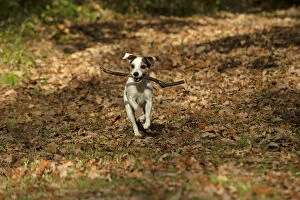 Jack Gallery: DOG, Parson Jack Russell running in autumn leaves