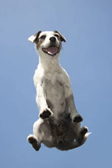 Jack Gallery: DOG. Parson Jack Russell sitting on glass taken from below