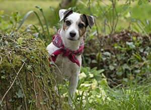Jack Gallery: Dog. Parson Jack Russell in a spring garden