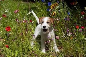 Images Dated 6th August 2013: DOG - Parson jack russell terrier