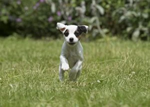 Images Dated 27th June 2016: Dog Parson Jack Russell Terrier 9 week old puppy