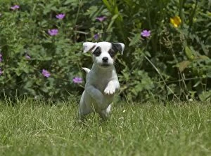 Images Dated 27th June 2016: Dog Parson Jack Russell Terrier 9 week old puppy