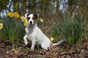 DOG - Parson jack russell terrier in daffodils