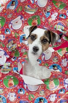 Images Dated 14th December 2012: DOG - Parson jack russell terrier looking through