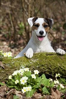 DOG - Parson jack russell terrier on moss covered log
