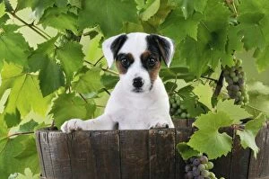 DOG. Parson jack russell terrier puppy in barrel with grapes